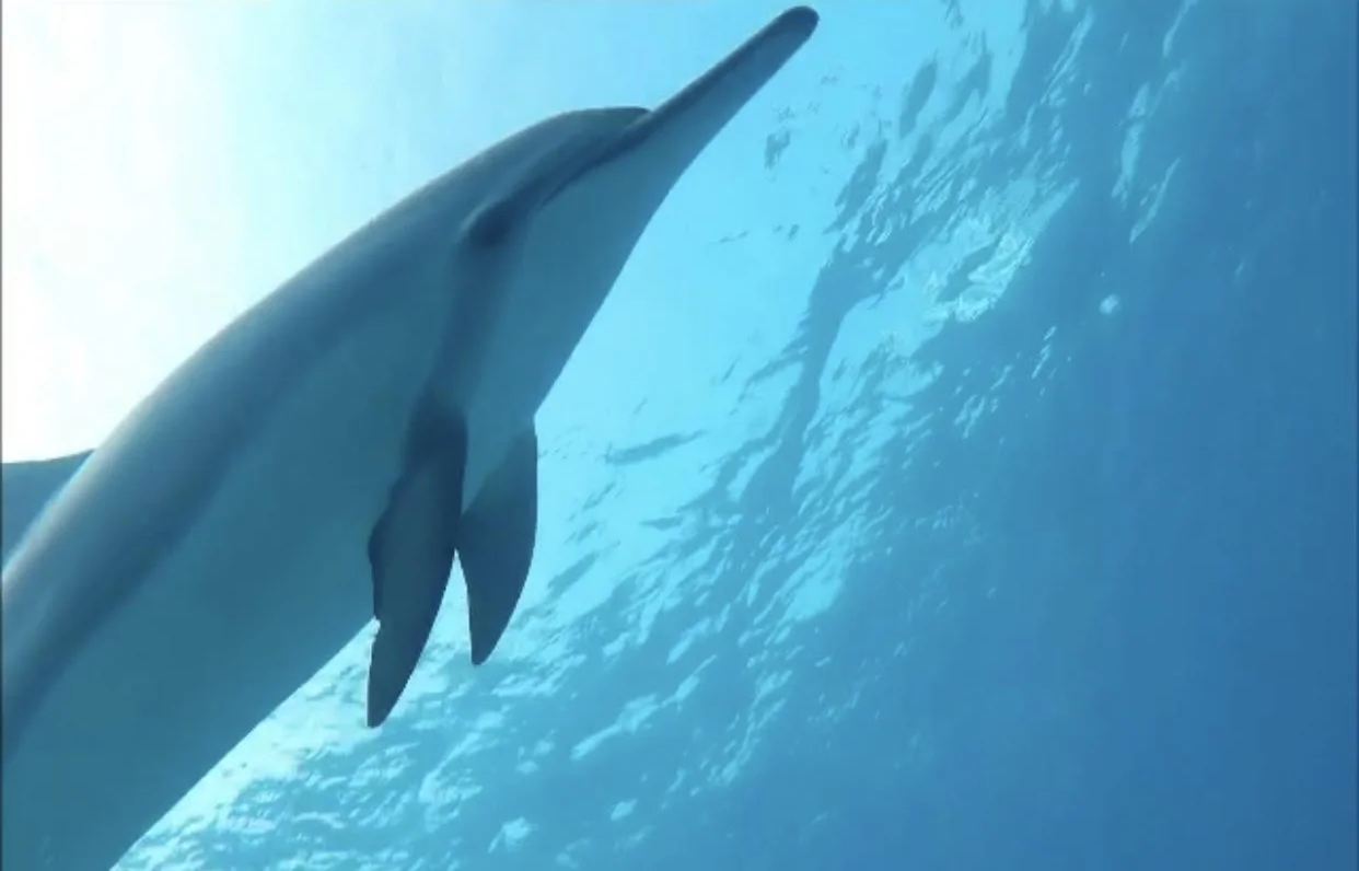 dophin_01.jpg