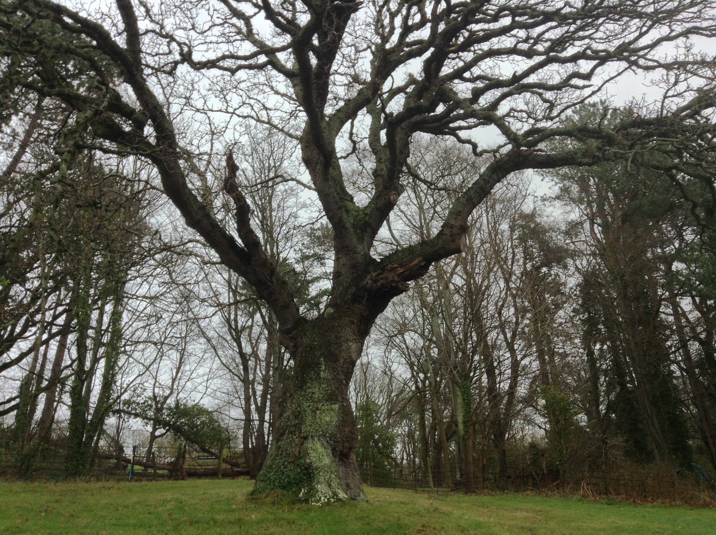  A veteran oak tree which we had the pleasure of inspecting on behalf of the National Trust Wales at Bodnant Gardens, in Conwy. 