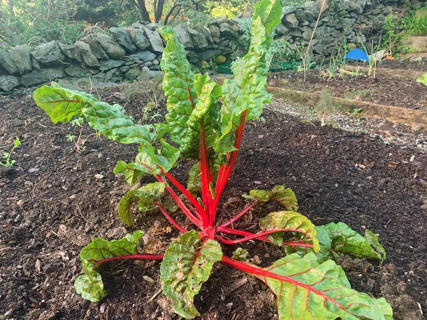 Overwintering warriors. #gatdening #swisschard #artichoke