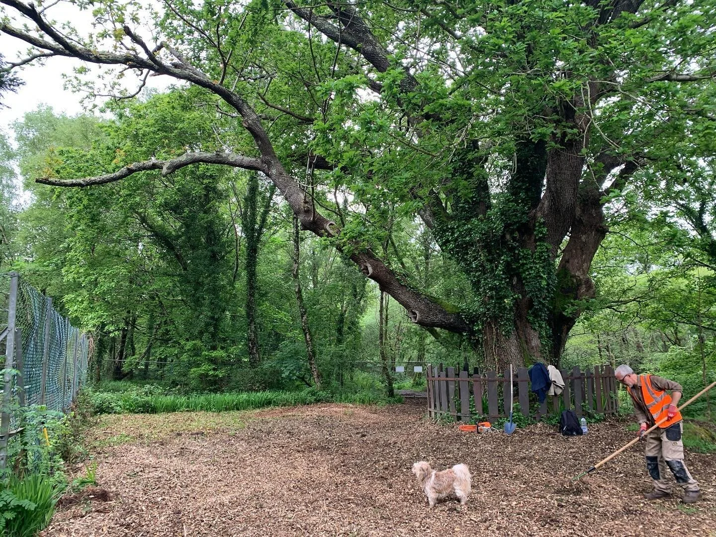 Airspading, biochar amendment and wood chip mulching of a veteran oak tree in Parc Meurig Bethesda. #treecare #mulch #veterantree #gwyneddcouncil