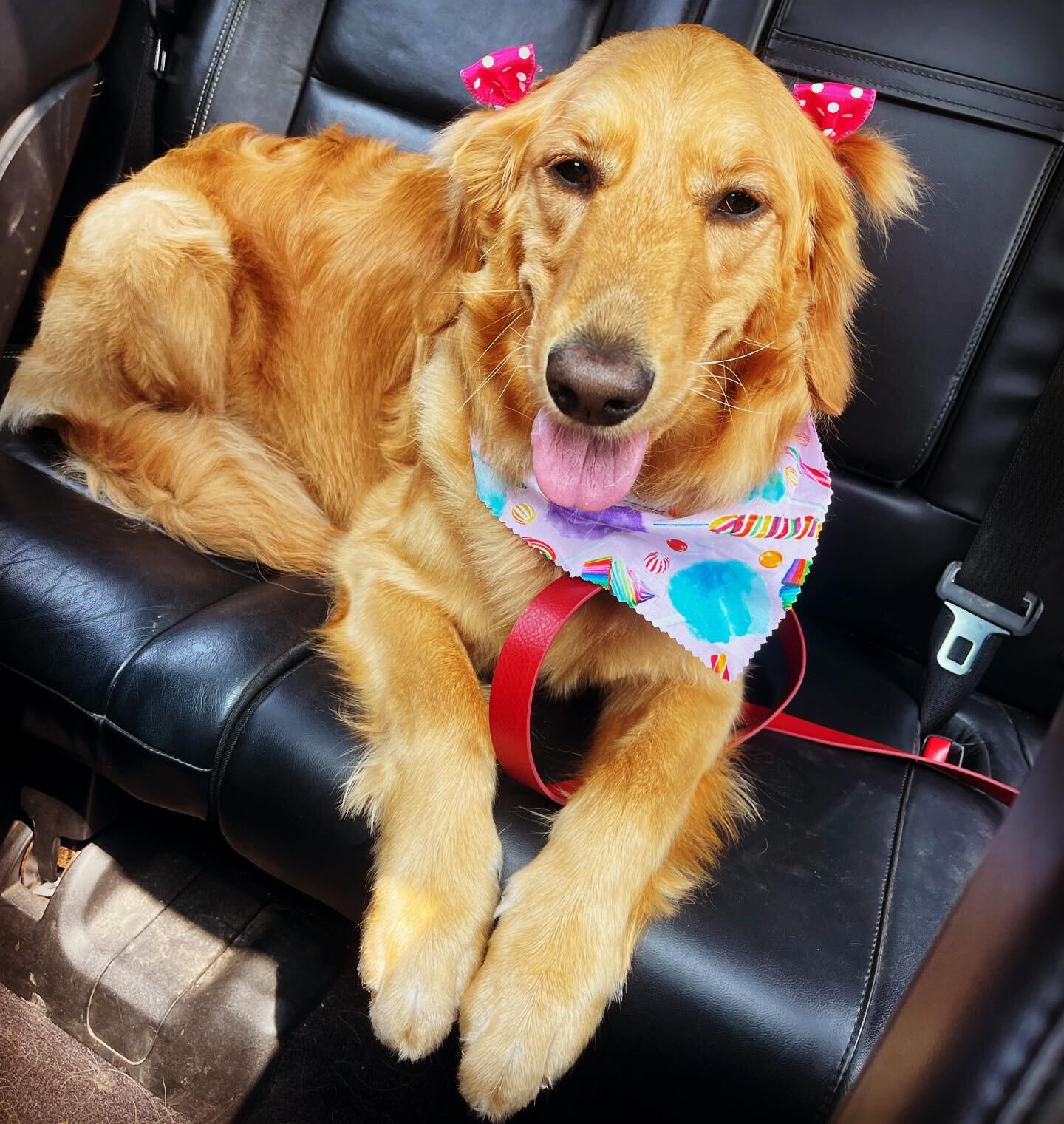 Happy Pride Month from the fabulous Miss Pepper! 🥰🏳️&zwj;🌈🥳

Be sure to check out our friends at Oh My Dog! grooming to get your pup all spruced up for the summer!