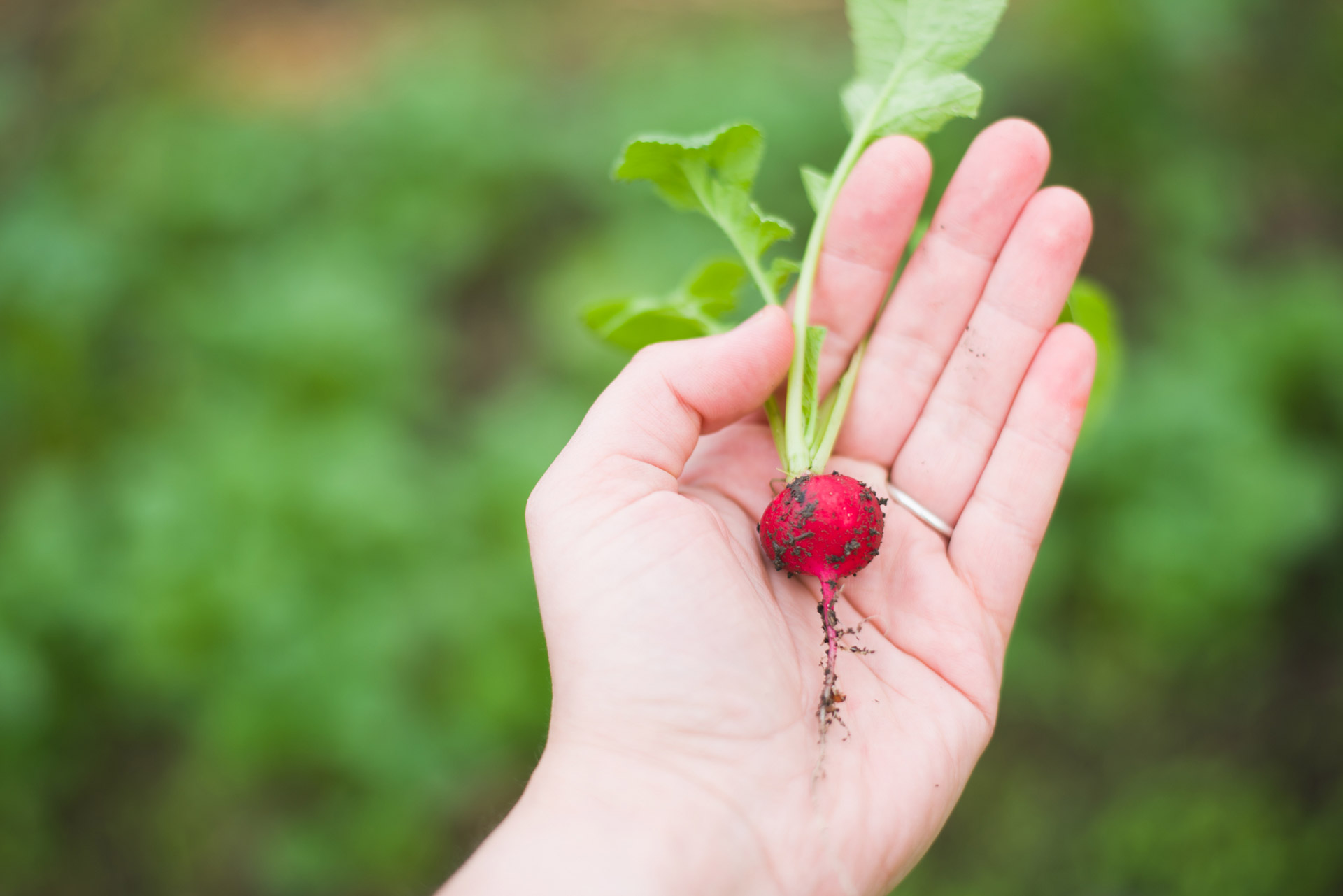 radish.jpg