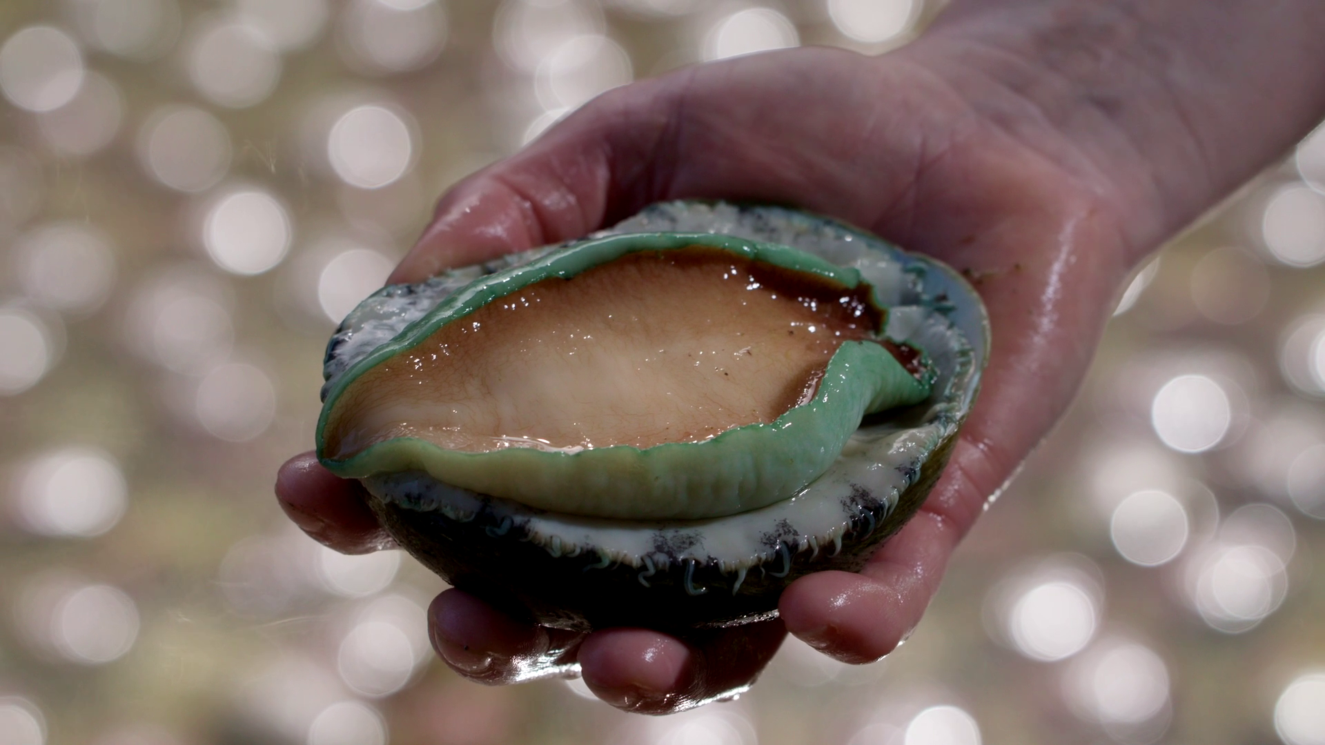 Yumbah Abalone
