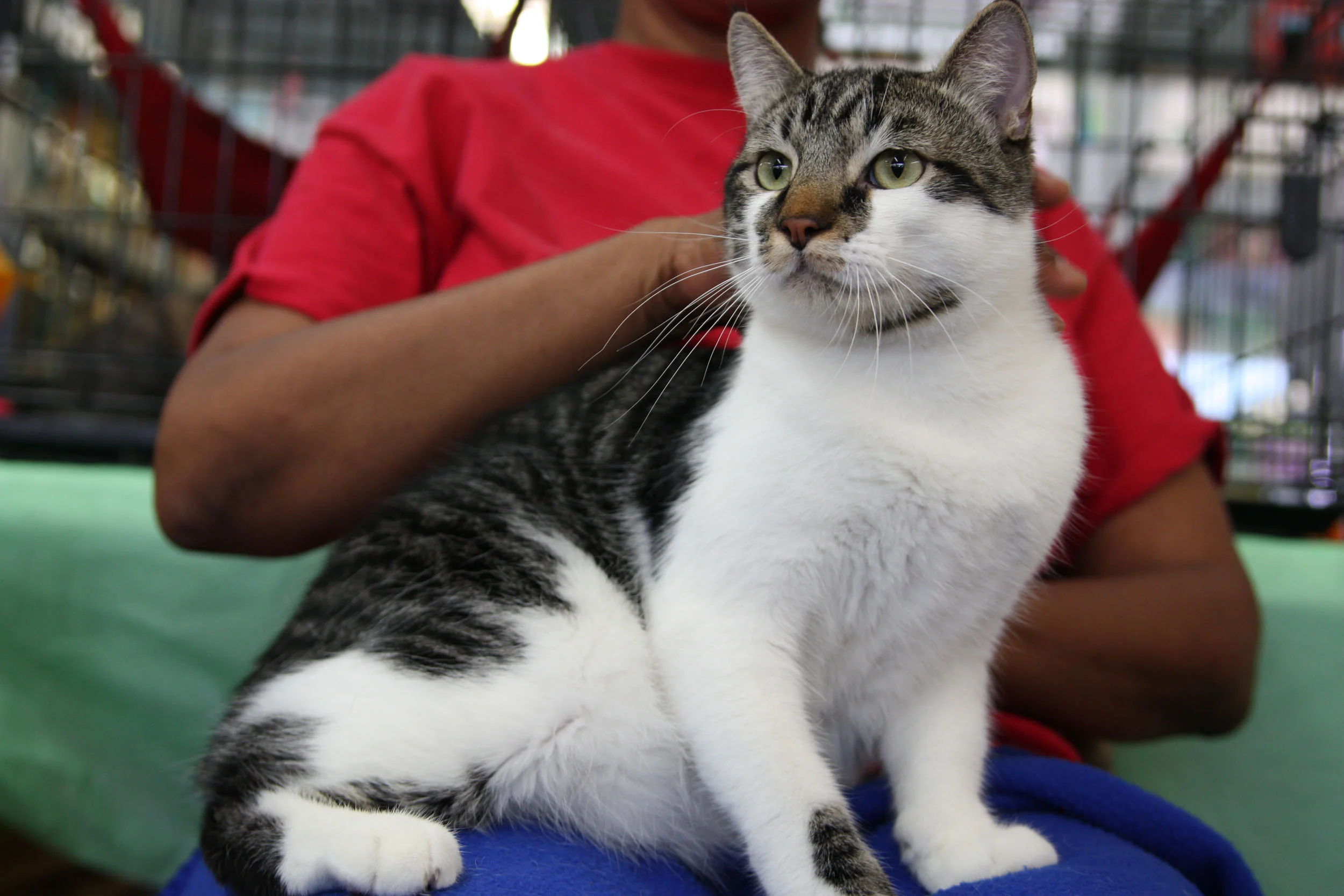 Roger-tabby-mix-CatPosse-adopt