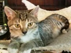 Bean-tabby-CatPosse-adopt