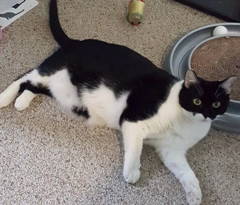 Brielle-tuxedo-senior-CatPose-adopt
