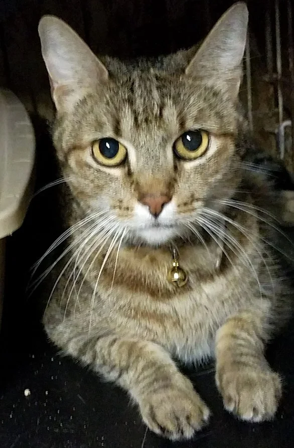 Claude-tabby-dsh-CatPosse-adopt