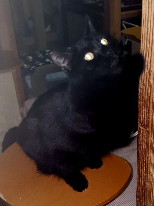 HeHe-BlackBeauty-CatPosse-Adopt