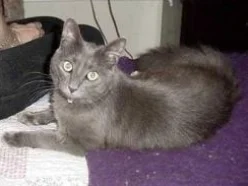 Pewter-DLH-RussianBlue-senior-CatPosse-adopt