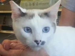 Malai-SiameseCalicoMix-CatPosse-adopt