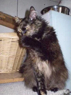 Celia-Tortoiseshell-dlh-senior-CatPosse-adopt