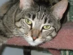 Hersis-tabby-dsh-senior-CatPosse-adopt