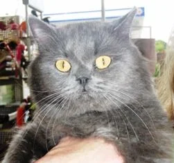Percy-persian-mix-grey-senior-CatPose-adopt