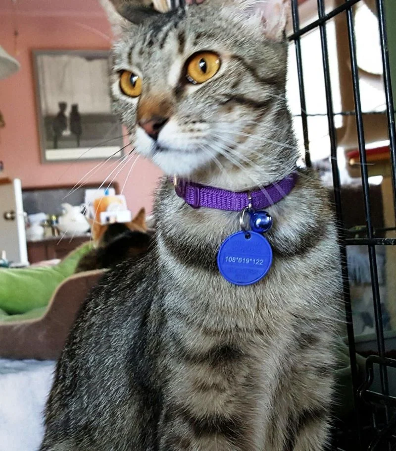 Penelope-tabby-mom-CatPosse-adopt