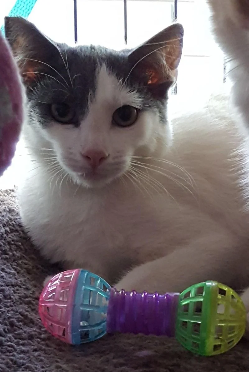 Sweet-Petey-RussianBlue-mix-CatPosse-adopt