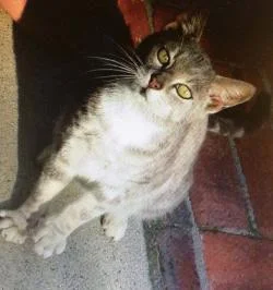 Dixie-grey&white-CatPosse-specialneeds-adopt