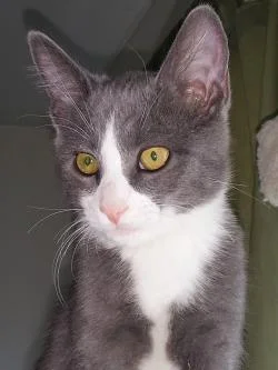 Greyson