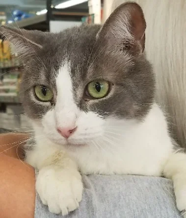 Zorro