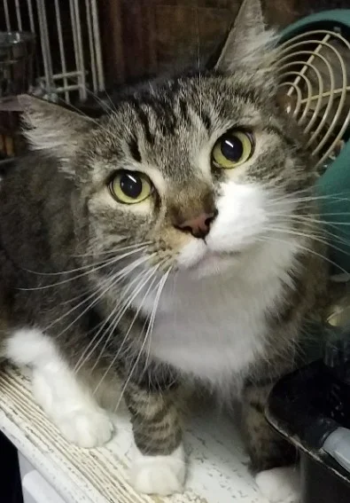 Saturday Cat Posse Roundup- March 7, 2020  