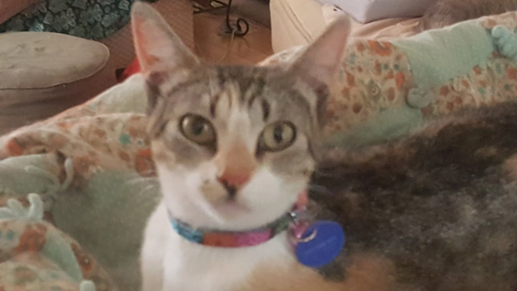 Siena - adopted!