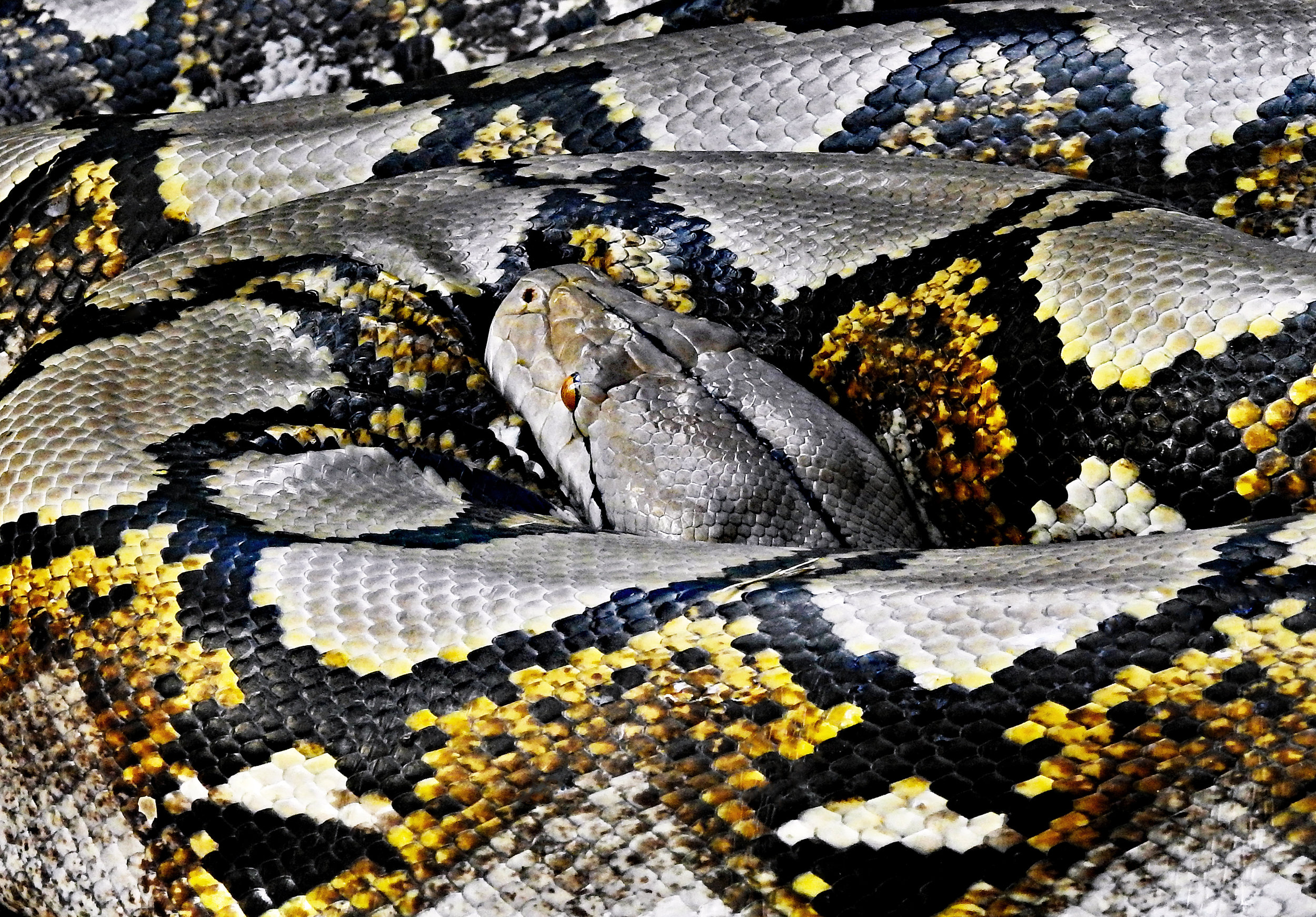 Unplash: Python, David Code