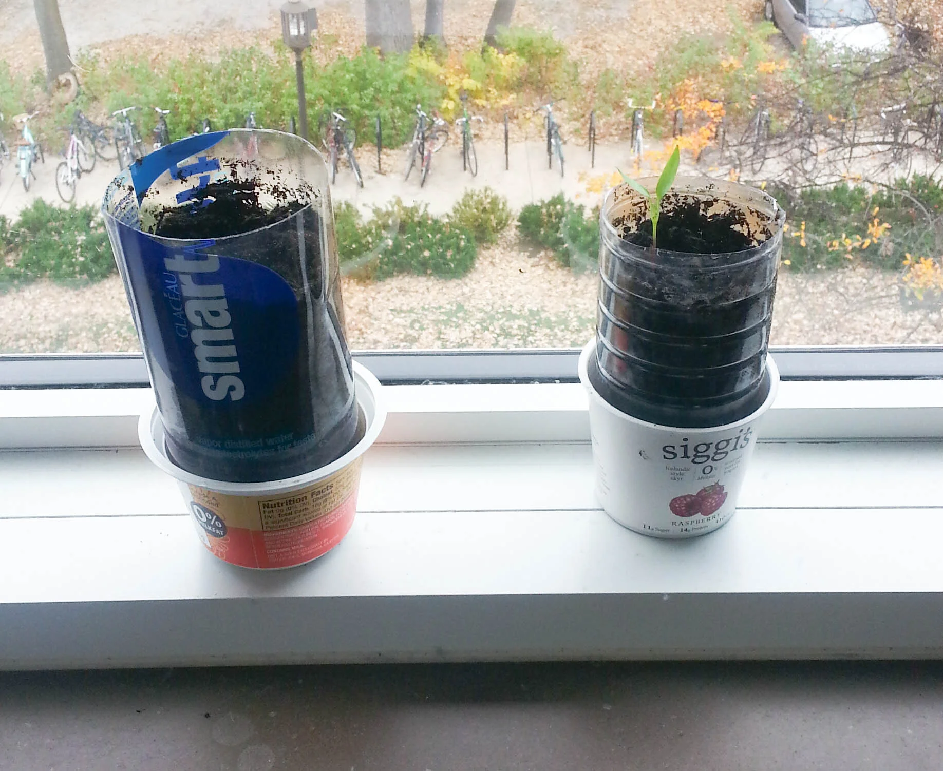 How to Grow Your Own Dorm Garden in 6 Easy Steps