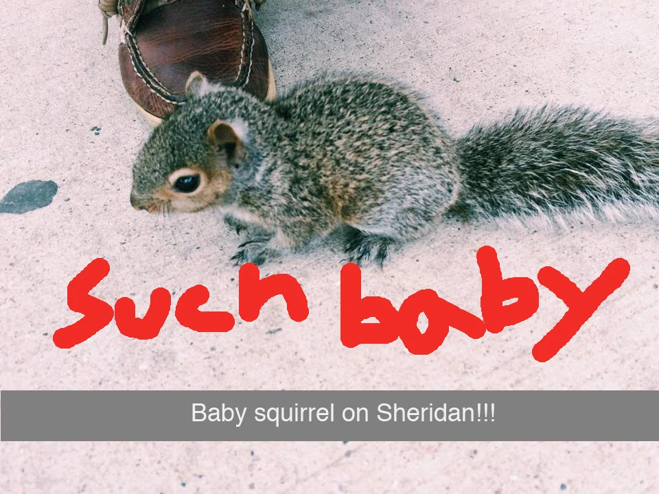 Saving the Snapchat Squirrel