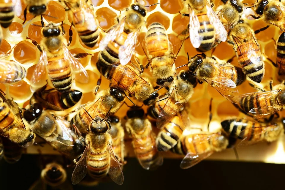 Interview: Northwestern professor talks about bees, science, and her new book