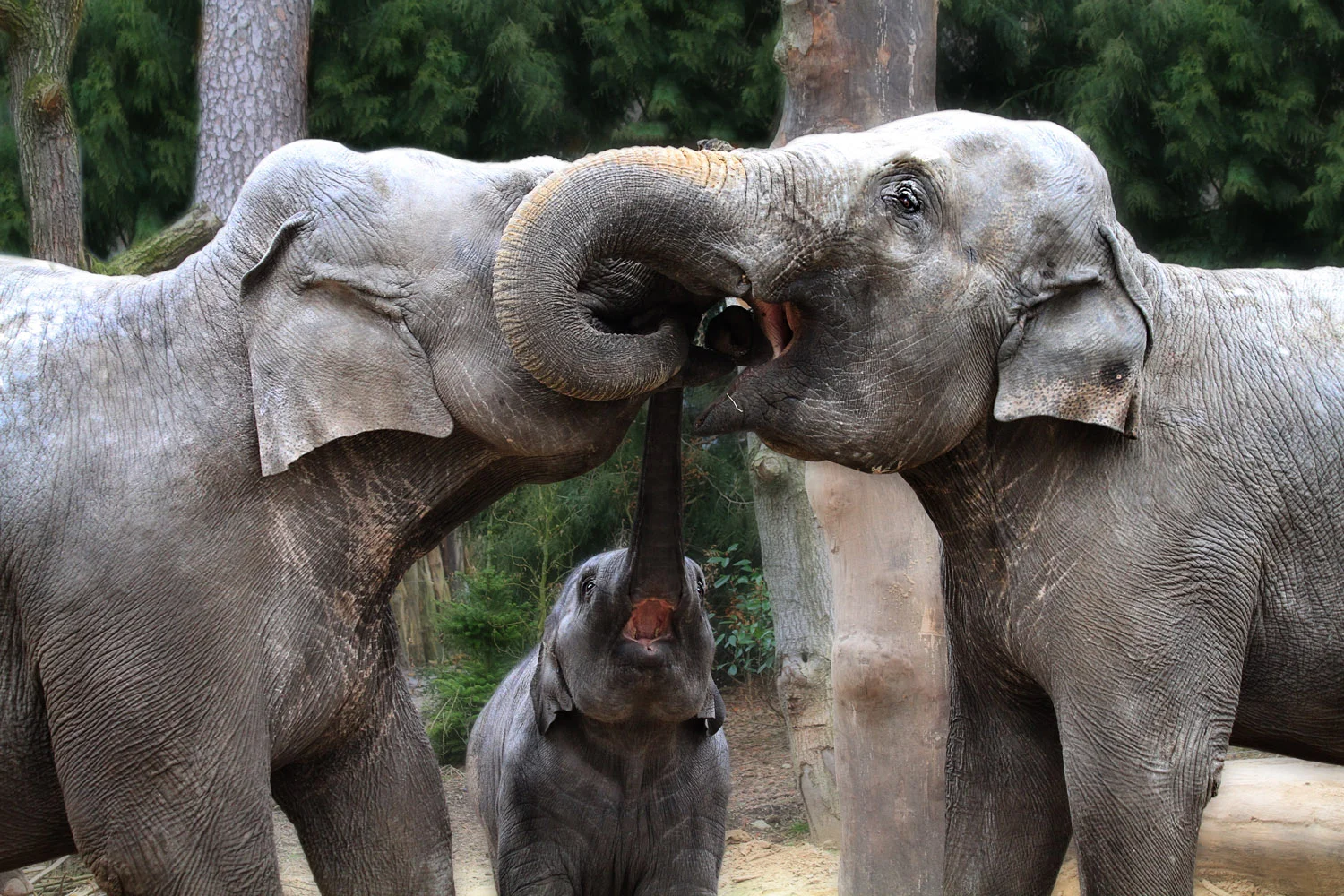 An Open Love Letter to the Sumatran Elephant