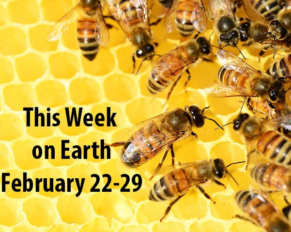 This Week on Earth - February 22-29