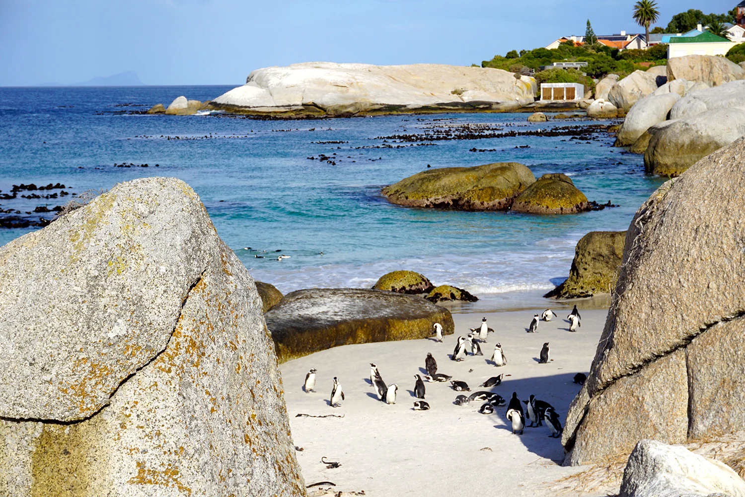 PHOTO: Boulders Beach, Simonstown, South Africa