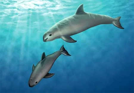 An open love letter to the vaquita