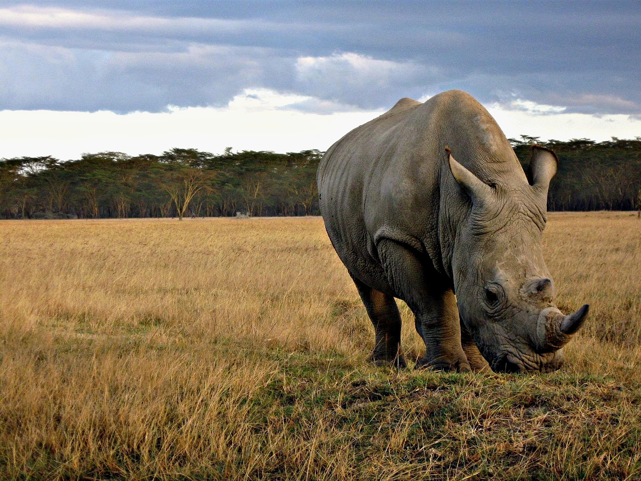 An Open Love Letter to the Rhinos