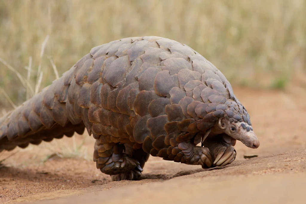 Endangered Animal Spotlight: Pangolin