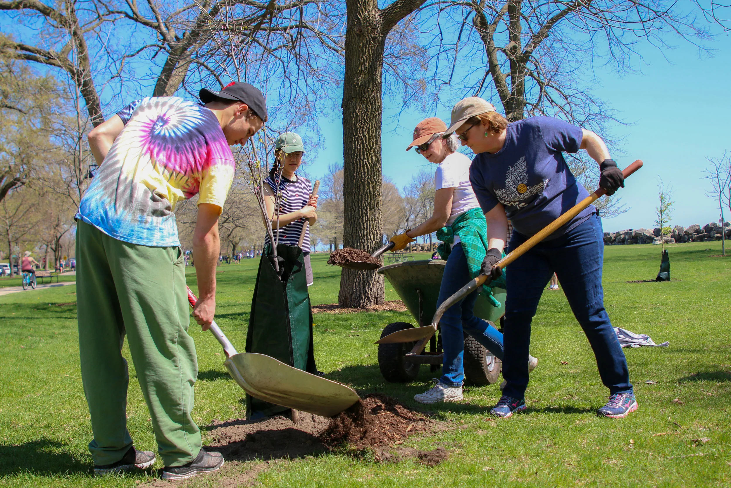 Budding Collaboration