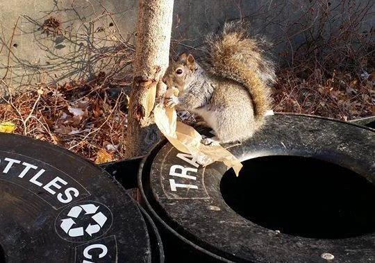 Getting Squirrely: The Furry Friends of Northwestern