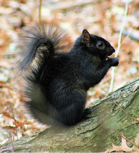 Ninja Squirrels: The Dark Side of NU's Famous Furballs