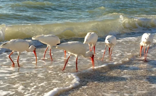 Photo: Florida Gulf Coast