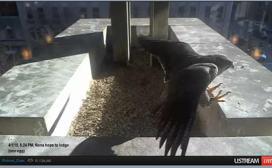 Peregrines and Paperbacks: Falcons nest at Evanston library