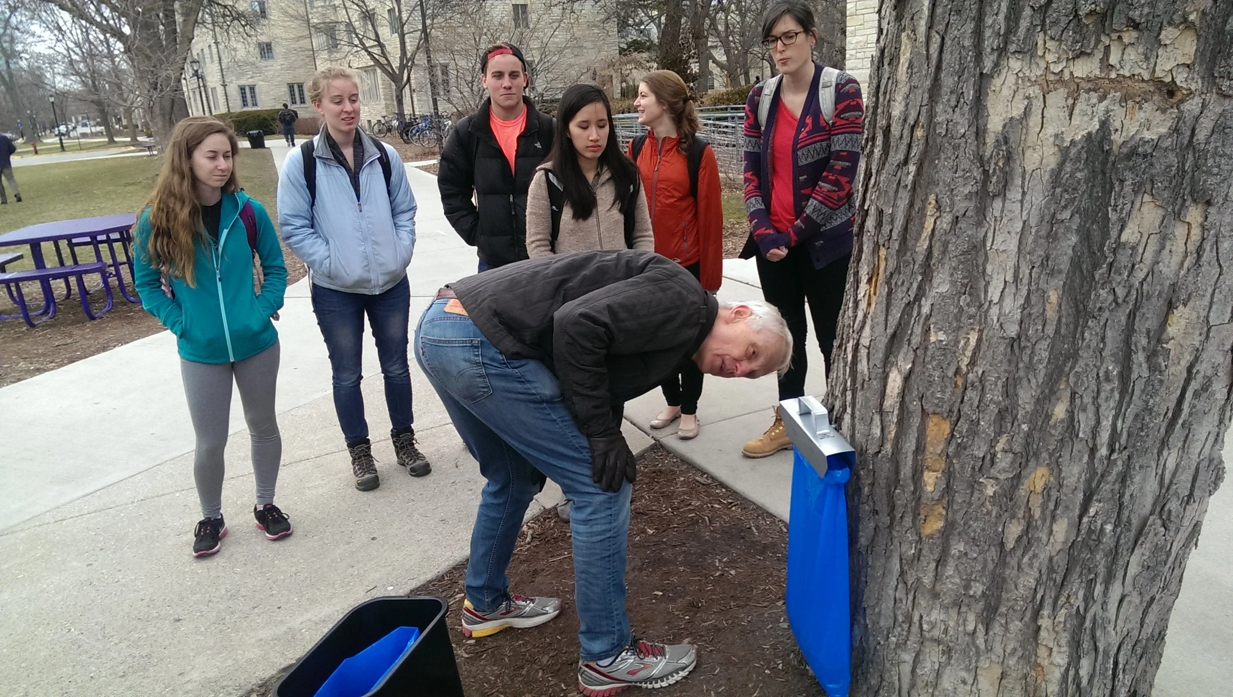 NU maple tapping project brings sweet rewards