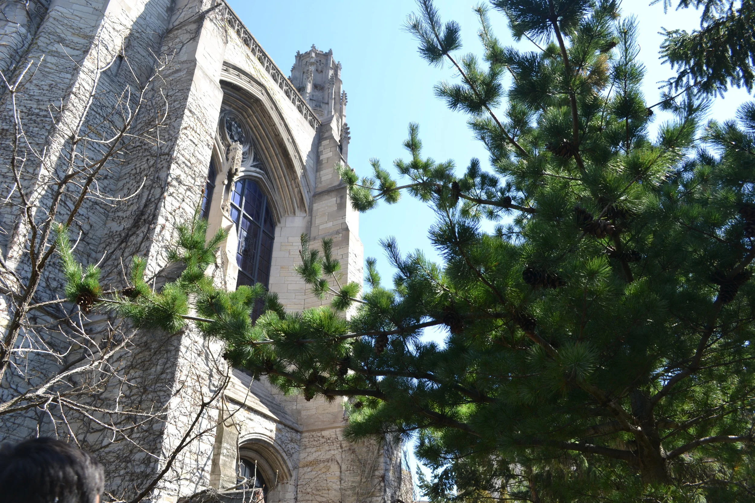 Interactive: Northwestern Tree Map
