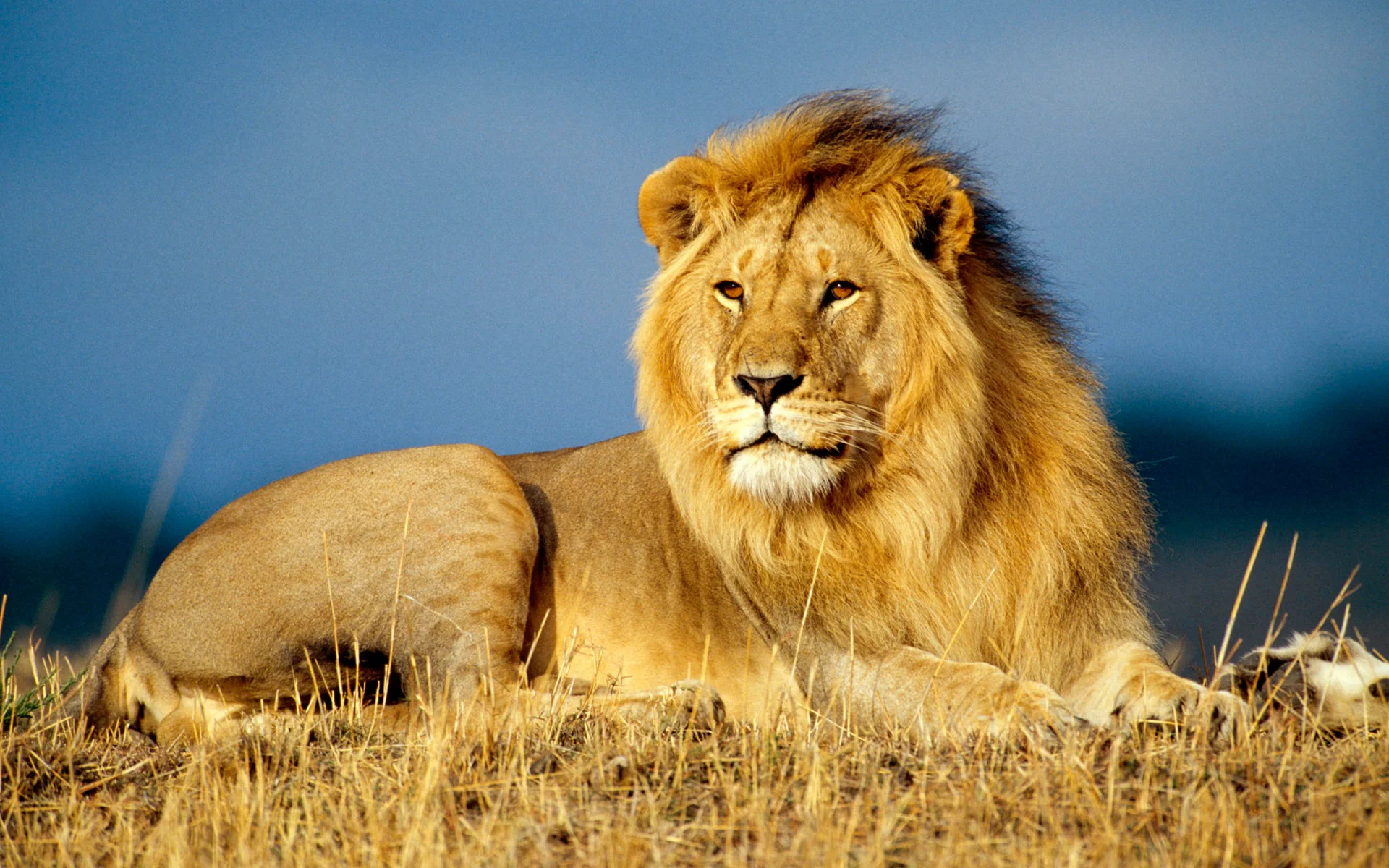 Endangered Animal Spotlight: African Lion