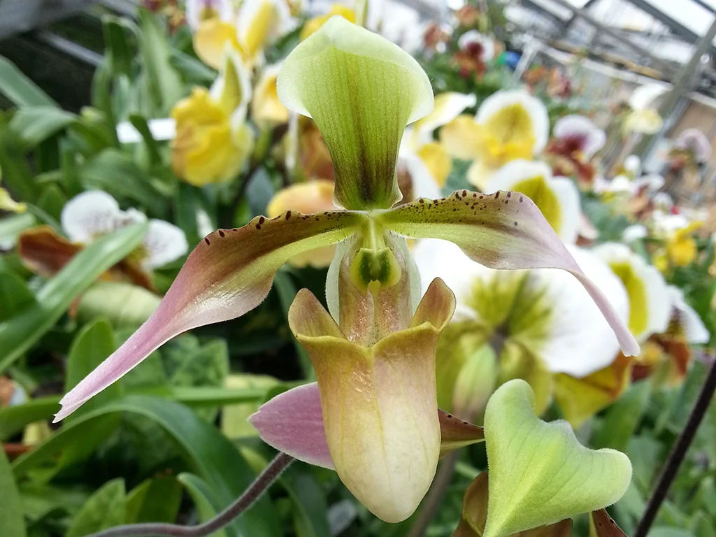 Strong, Independent Flowers: Why you should be growing orchids in your room