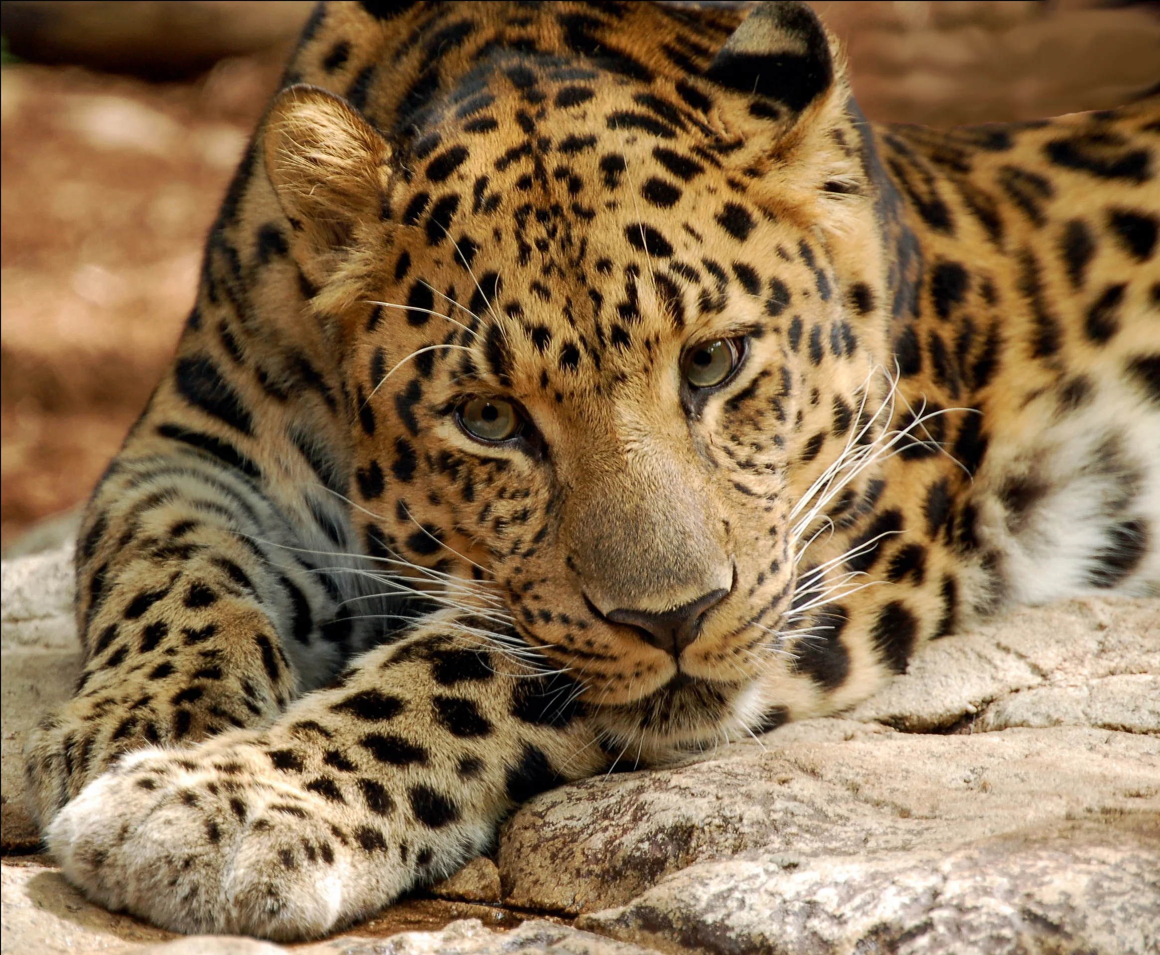 An open love letter to the amur leopard