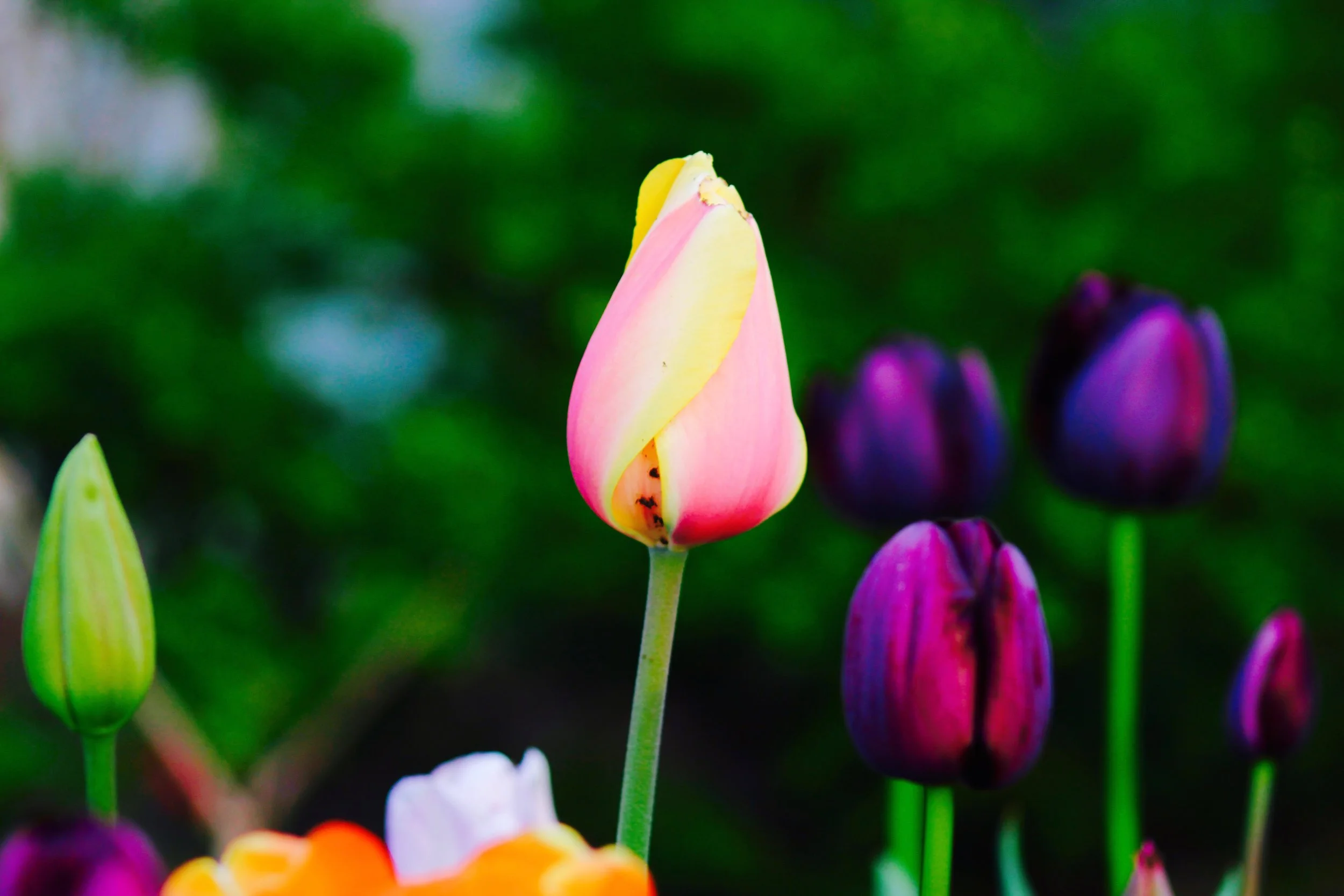 Photoblog: As We Bloomed