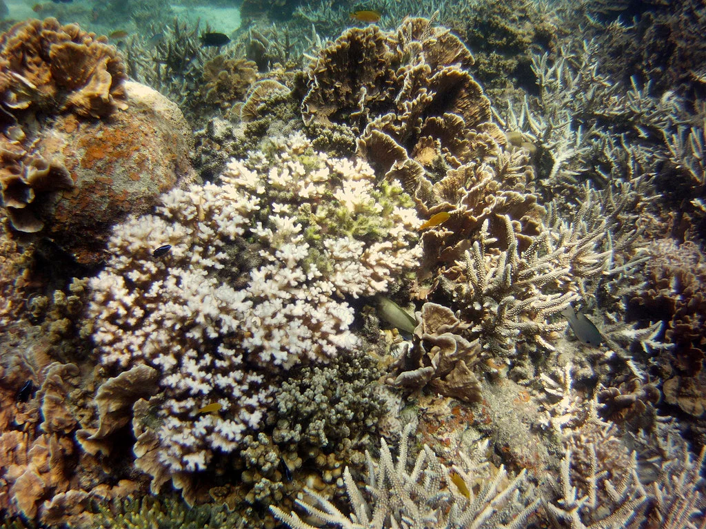New coral bleaching index advances research to save coral reefs