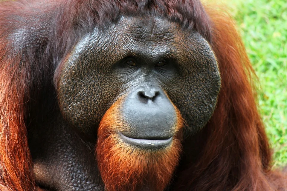 An Open Love Letter to the Sumatran Orangutan