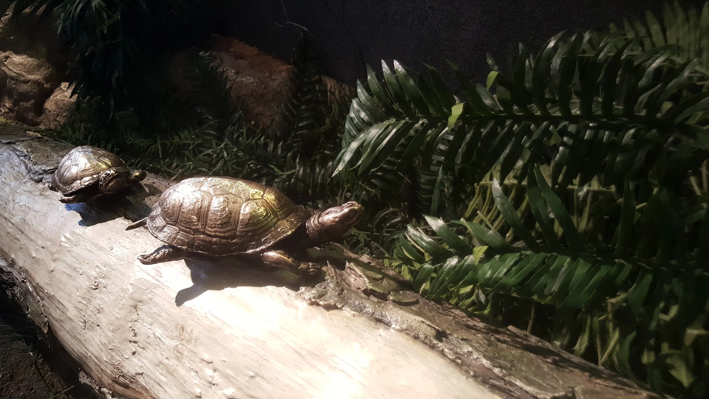 Green Day in Chi-Town: Blanding's Turtle Conservation