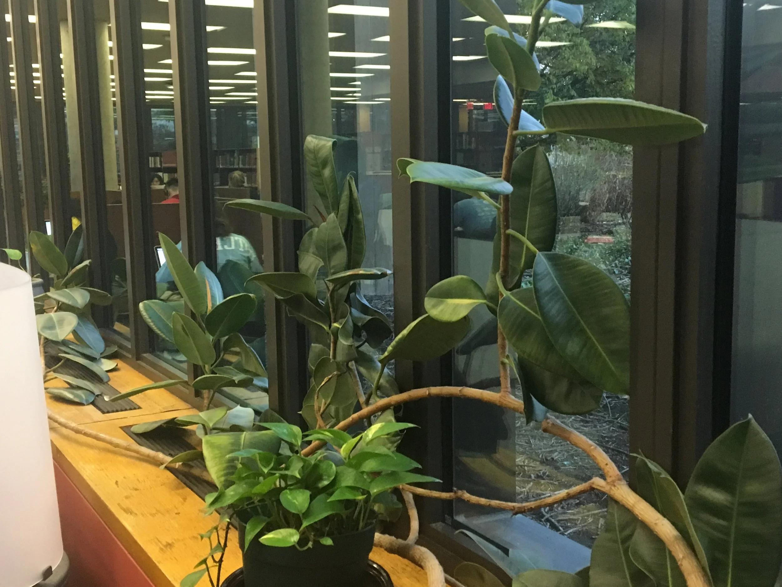 Plants in Main Library periodicals that are ripe for propagation