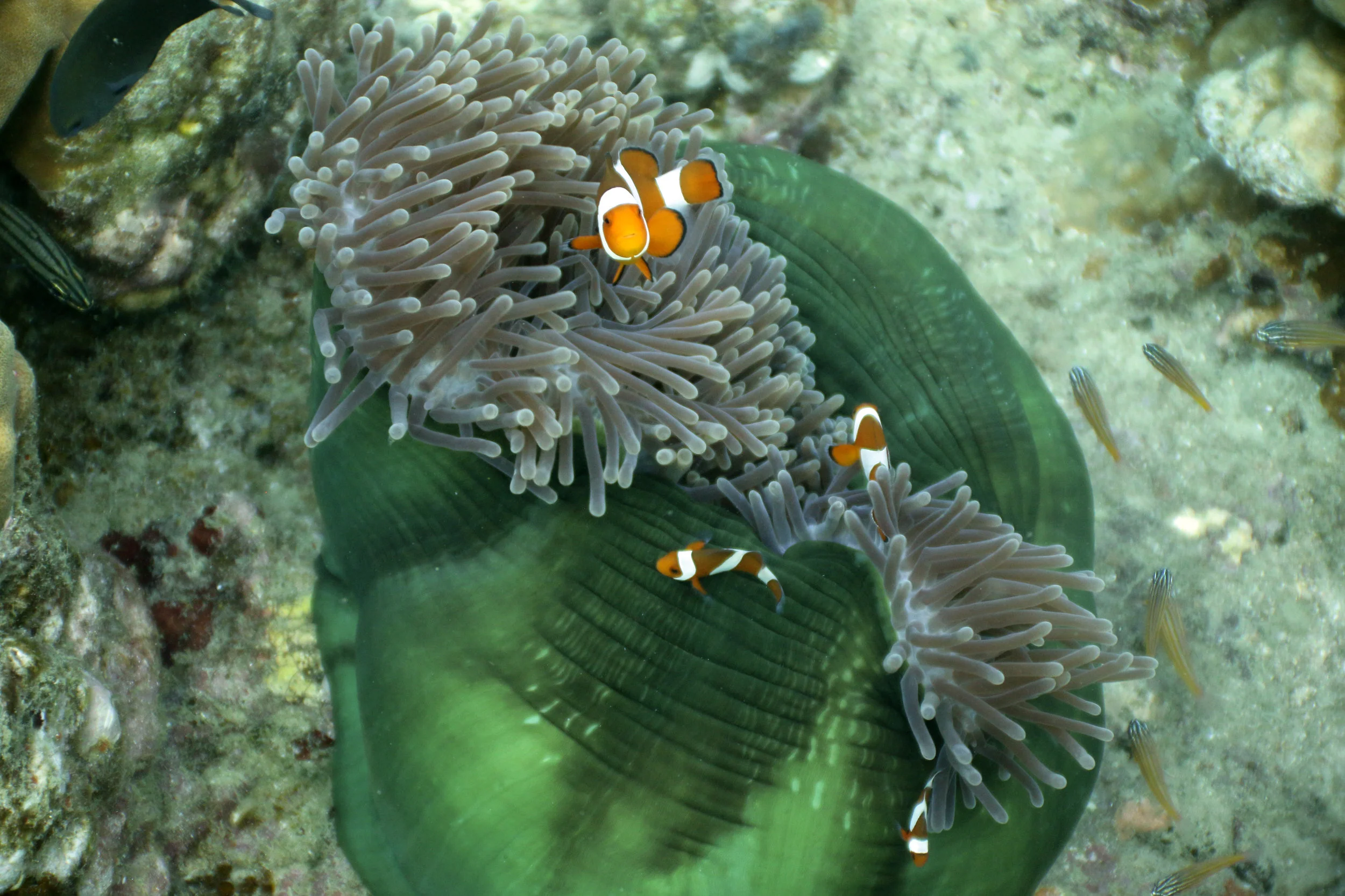 Rainbow Reef, Indonesia
